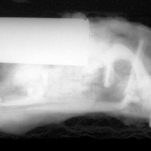 x-ray of a pistol loaded with two lead shot