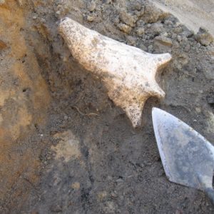 Trowel pointing to a conch shell in situ