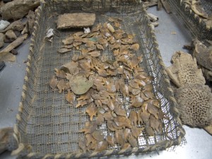 Fish scales in a wire and rope tray