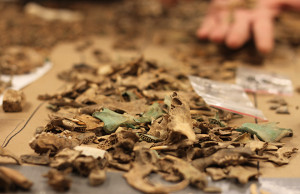 Assortment of animal bones on a lab table