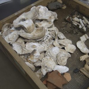 Assortment of artifacts in a tray
