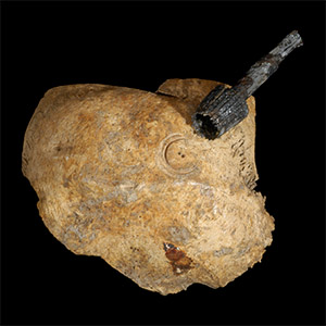 Human Remains | Historic Jamestowne