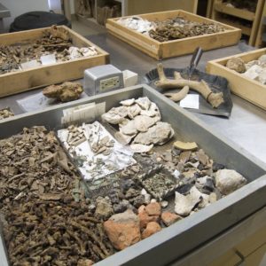 Trays of artifacts on lab tables