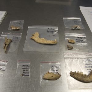 Dog bones and labeled bags on a table