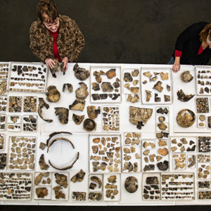 The collection of native artifacts in the Jamestown Rediscovery Project,