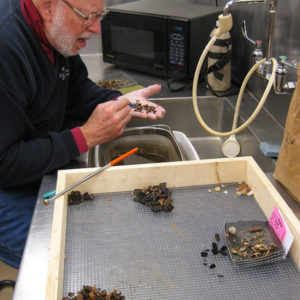A man washing a handful of artifacts over a sink next to a screen of artifacts on a counter