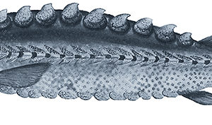 watercolor of a sturgeon