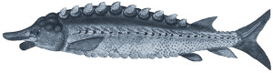 watercolor of a sturgeon