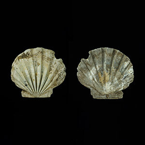 Chesapecten jeffersonius