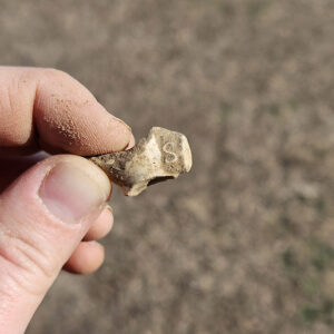 A partial pipe bowl stamped with an "S" found in the North Church excavations
