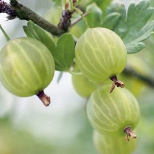 Wild gooseberries on a branch