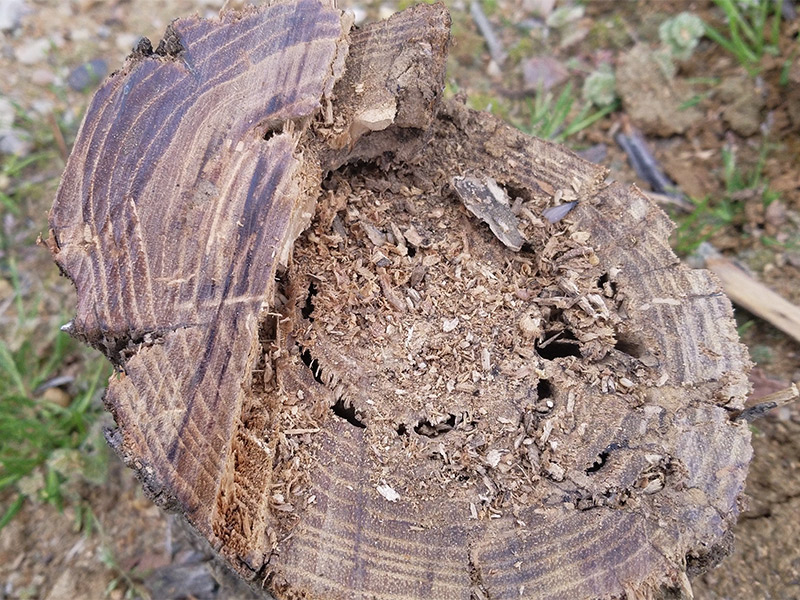 wooden post with rotted center