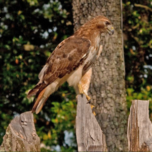 Hawk perched on a fence