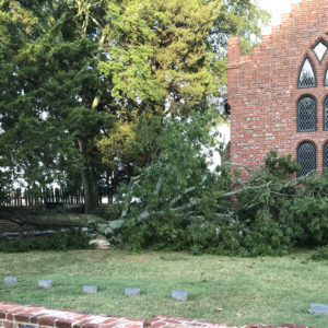 Large fallen tree limb in a churchyard