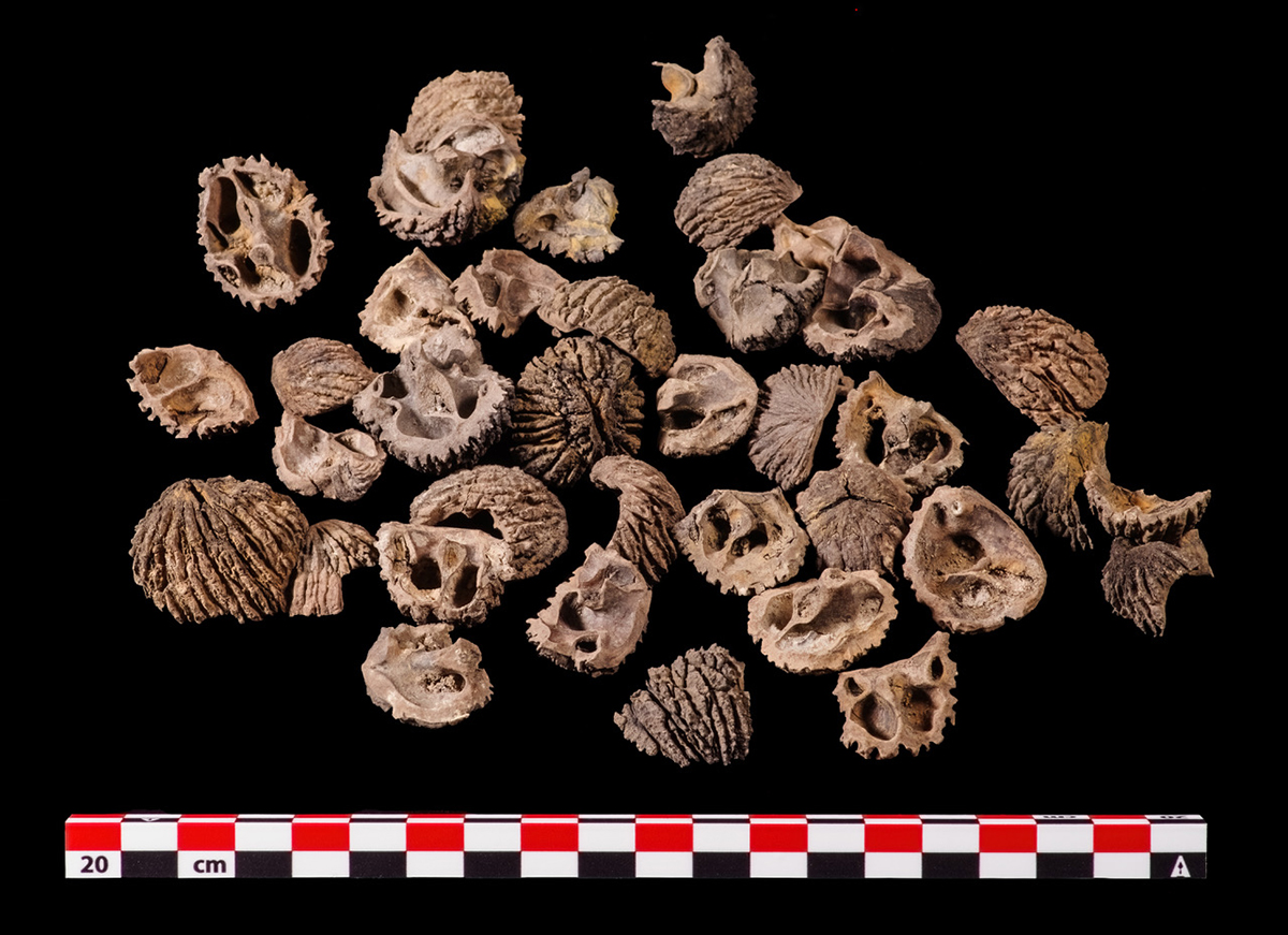 walnuts
