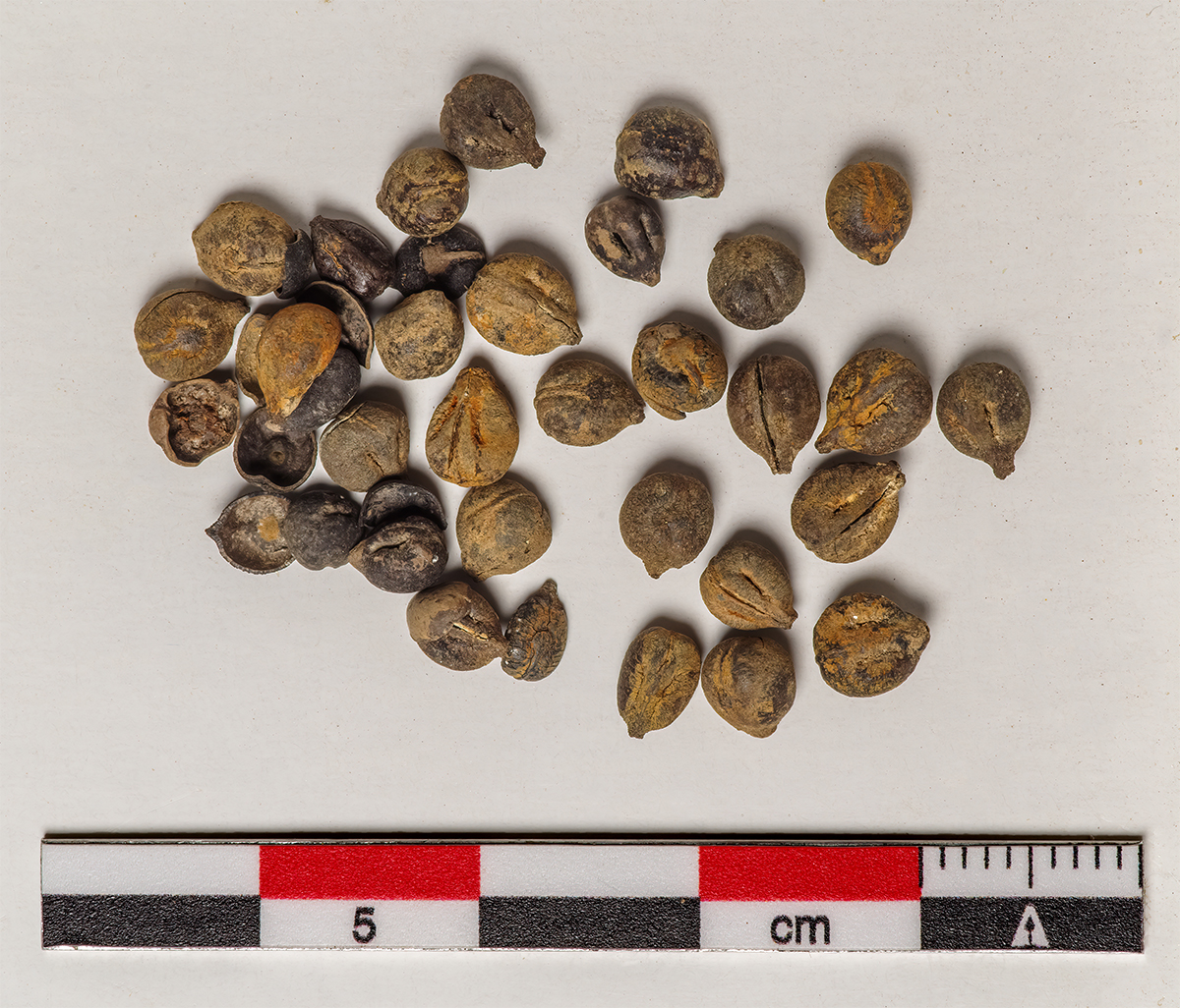 small pile of squash seeds