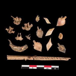 Gar Fish Bones and Scales