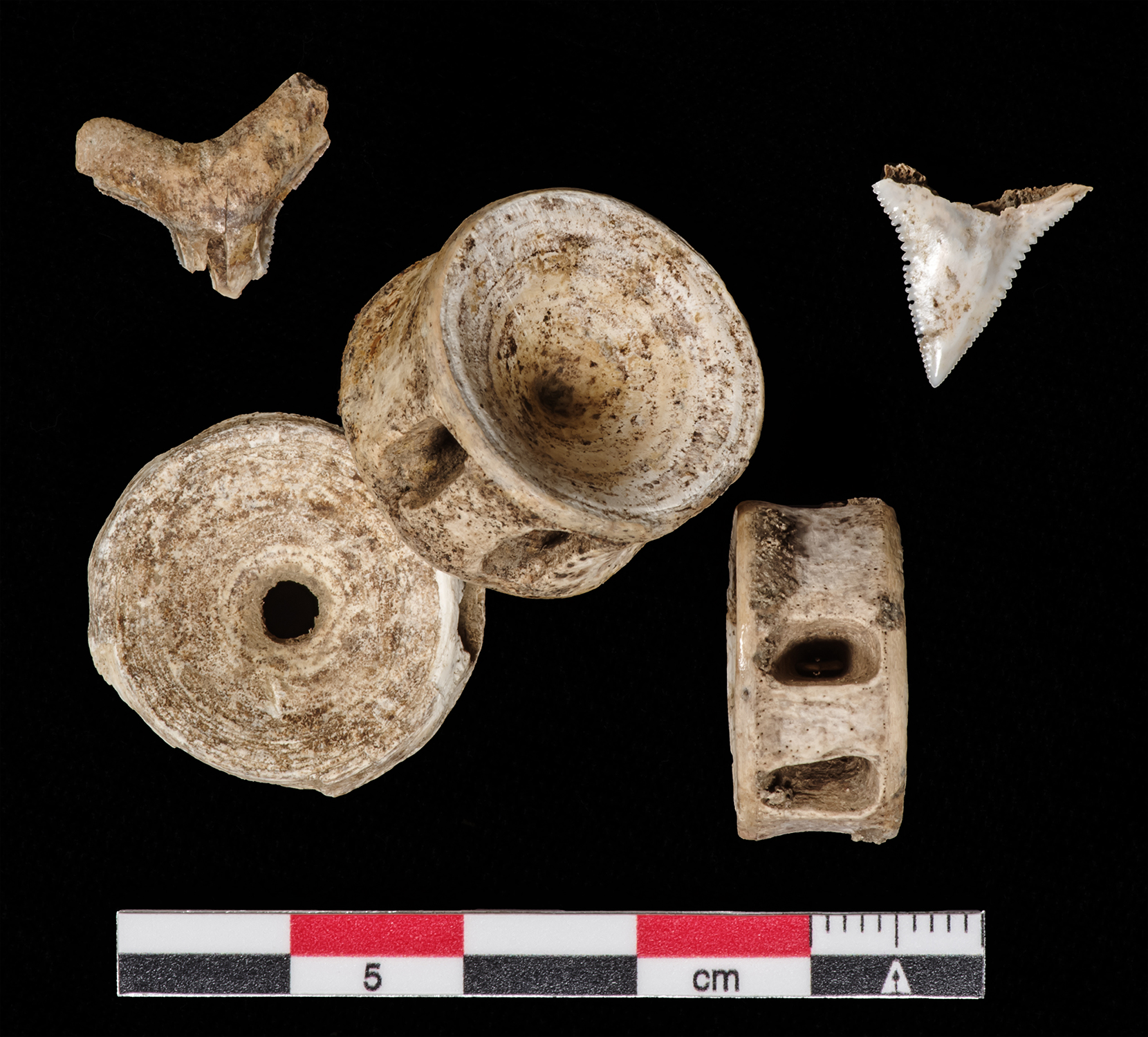 Shark Teeth & Vertebra