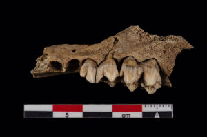 This pig jaw is one of the bones being submitted by Jamestown for isotopic testing. It was excavated from James Fort's first well.