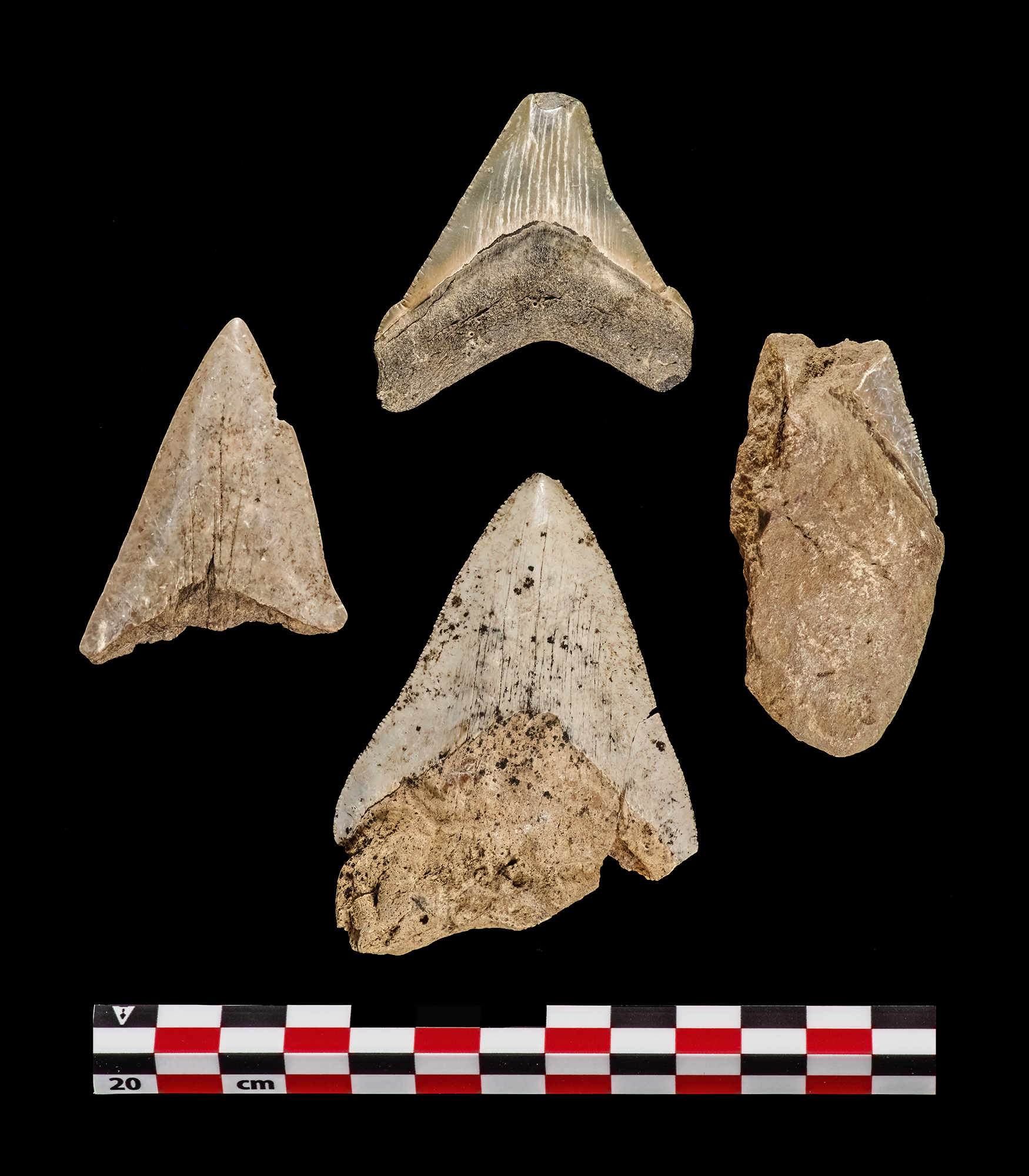 Megalodon Teeth