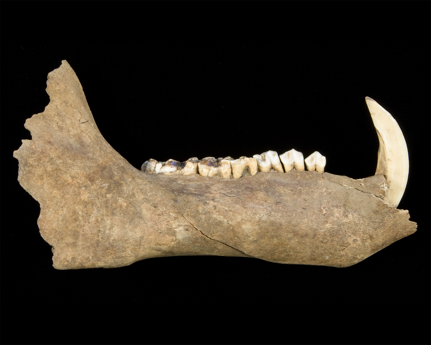 Assortment of dog jaw bones