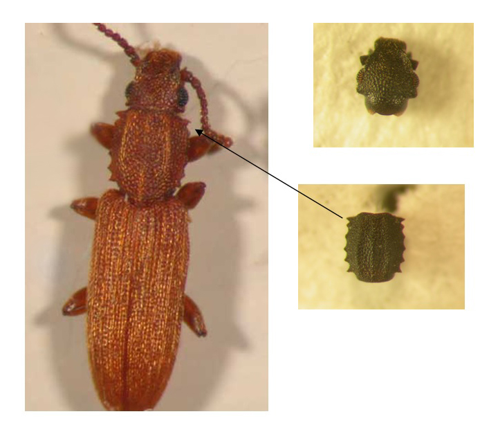 Saw Toothed Grain Beetle
