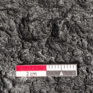 Letter “I” or numeral 1 stamped twice (1233-JR) Letter “I” or numeral 1 stamped twice (1233-JR)