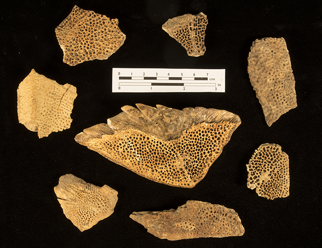 Assortment of sturgeon scutes